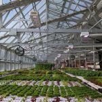 Climate smart farming of vegetables in a smart greenhouse 150x150