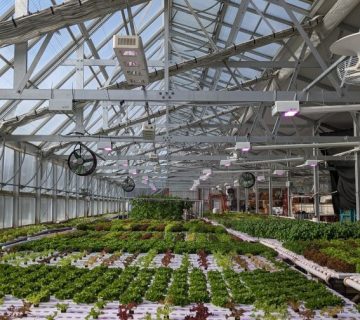 Climate smart farming of vegetables in a smart greenhouse 360x320