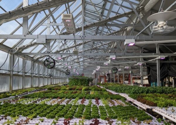 Climate smart farming of vegetables in a smart greenhouse 600x429