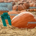 Iot greenhouse pumpkins 150x150